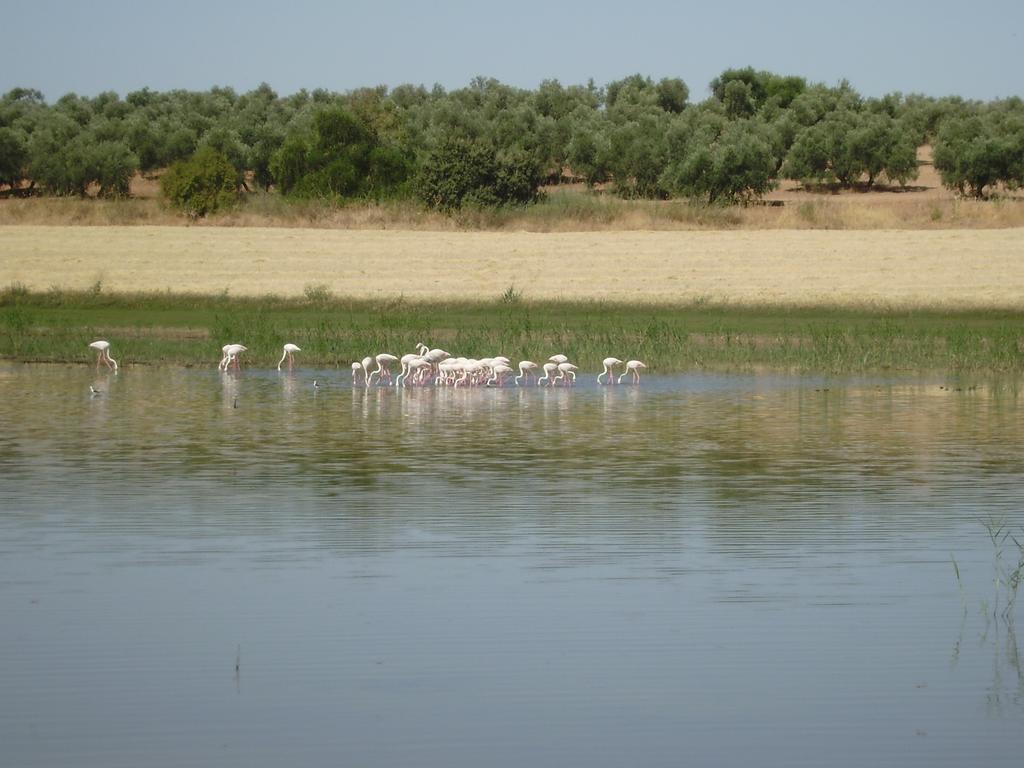 Penzion La Casita Blanca- La Almona Chica El Chorro Pokoj fotografie